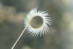 PICTURES/Ice Cave/t_Artsy Plant Swirl1.JPG